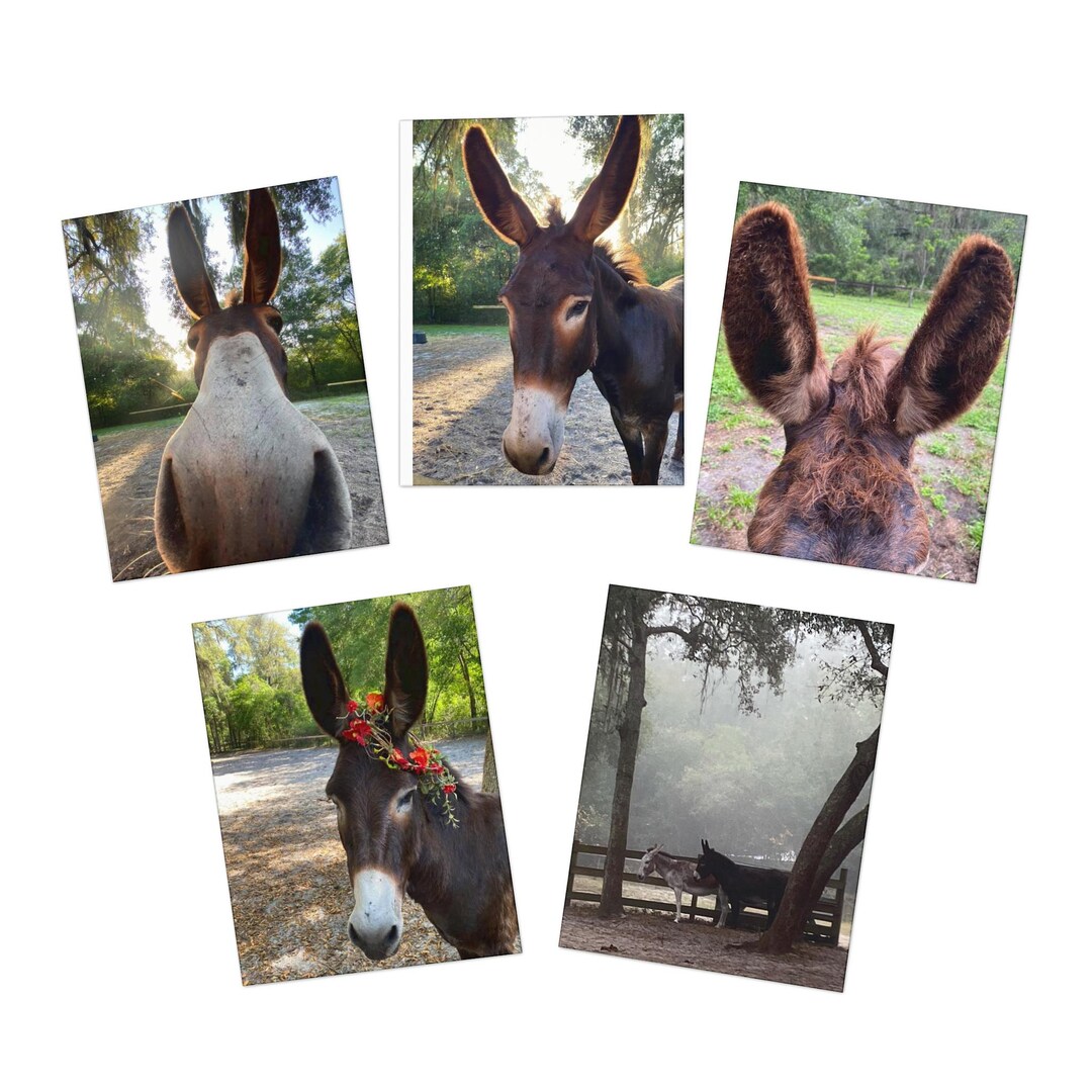 Donkeys Multi-design Greeting Cards (5-pack) - Cute Animal ...