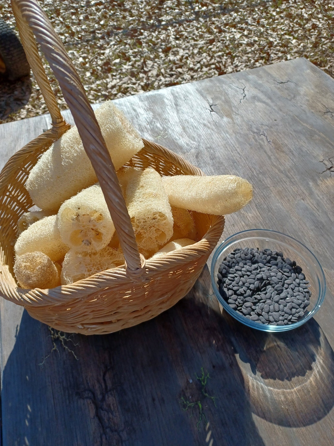 Loofah Gourd Seeds Loofah Seeds Loofah Plant Etsy