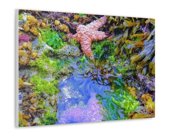 Starfish Tidepools in Alaska