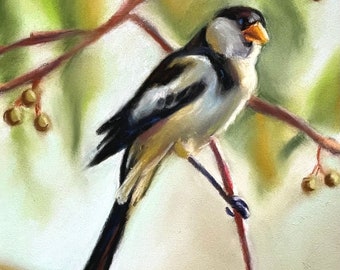 Original Pastel Painting: Pin-tailed Whydah