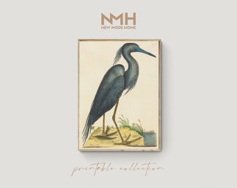 The Blue Heron / Mark Catesby / Vintage Art Print / Printable Artwork / Downloadable Print / Digital Download / #011