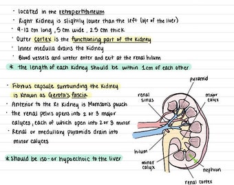 Handwritten Abdominal Ultrasound Notes Bundle Part 2