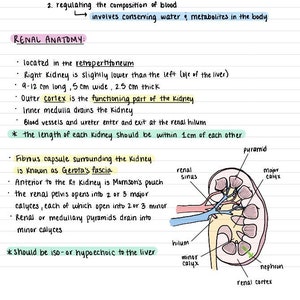 Ensemble de notes manuscrites sur l'échographie abdominale, partie 2