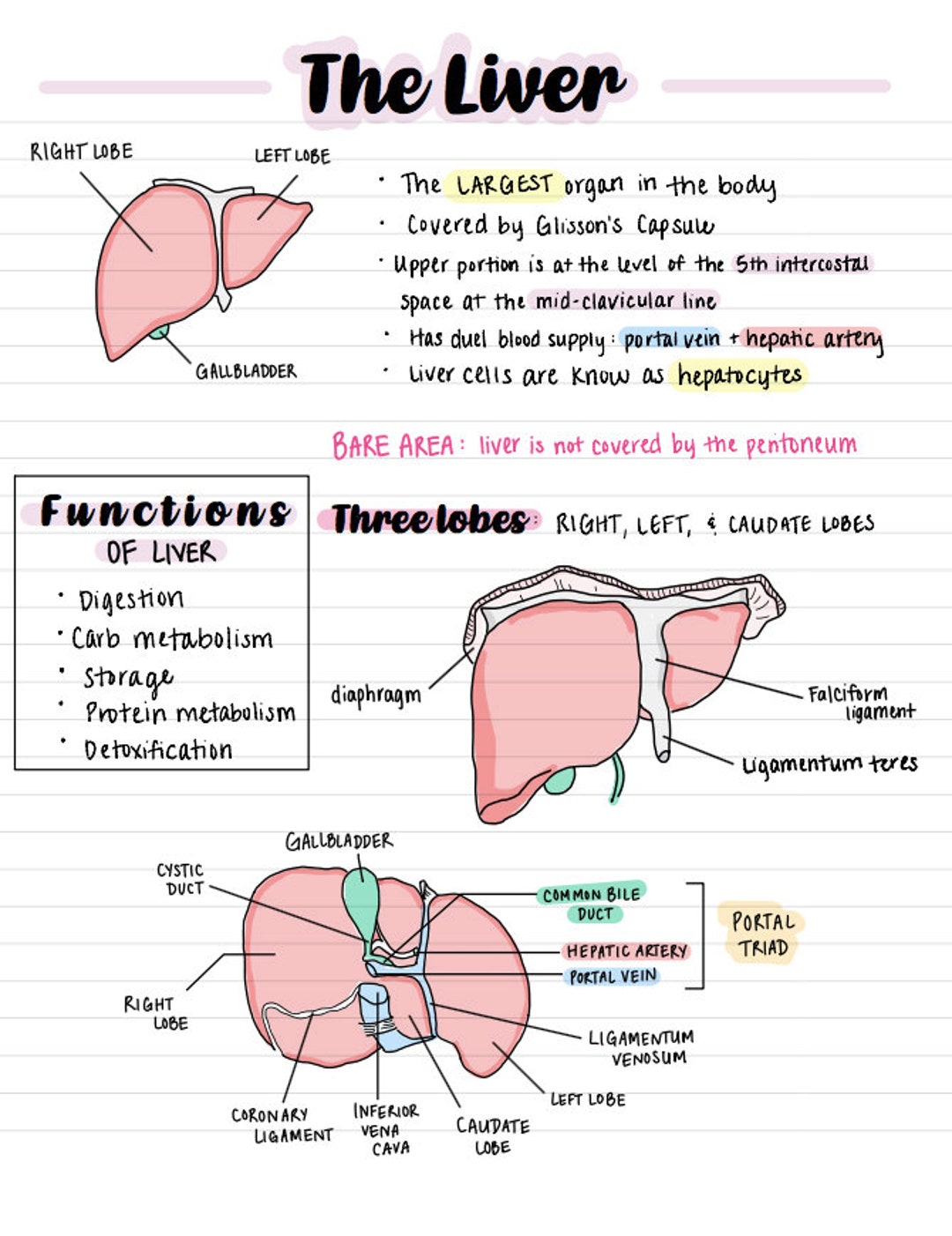 Handwritten Abdominal Ultrasound Notes Bundle Part 1 Etsy