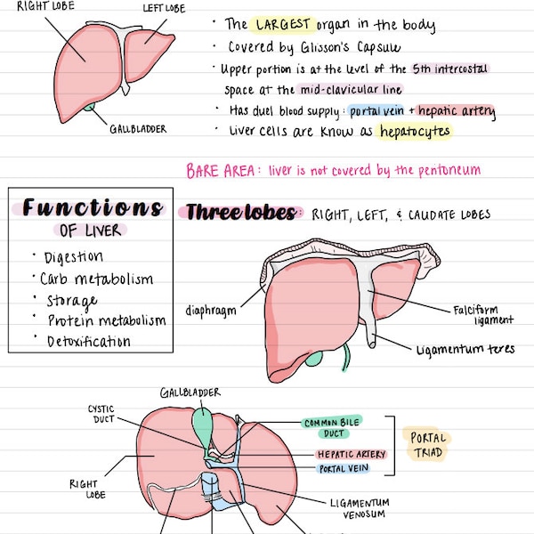 Paquete de notas manuscritas sobre ultrasonido abdominal, parte 1