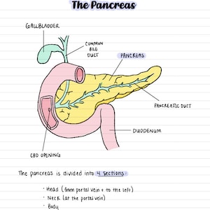 Pancreas and Spleen