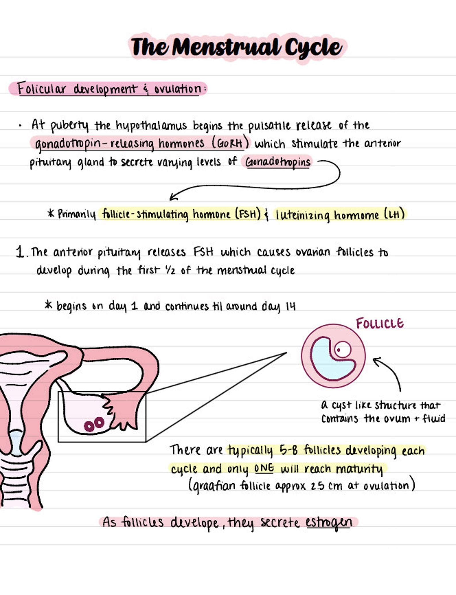 Intro to OBGYN Ultrasound Notes - Etsy