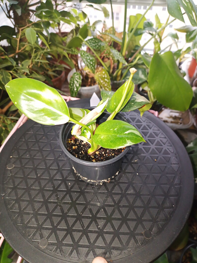 White Princess Philodendron rooted 4 inch pot 5 some old leaf damage visible. Process to sell image 4