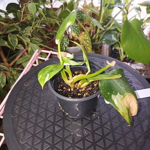 White Princess Philodendron rooted 4 inch pot 5 some old leaf damage visible. Process to sell image 1