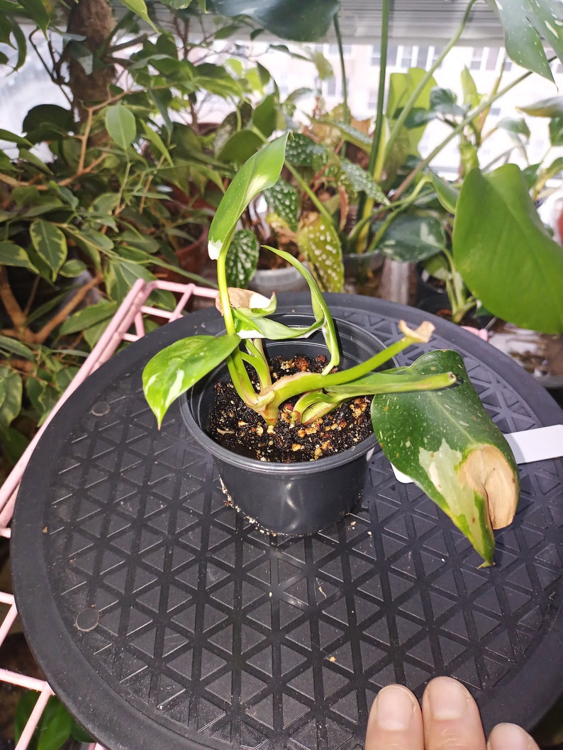 White Princess Philodendron rooted 4 inch pot 5 some old leaf damage visible. Process to sell image 1