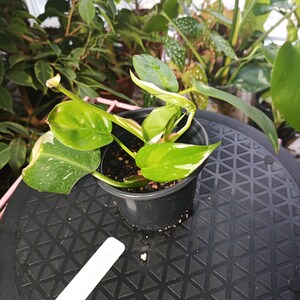 White Princess Philodendron rooted 4 inch pot 5 some old leaf damage visible. Process to sell image 3