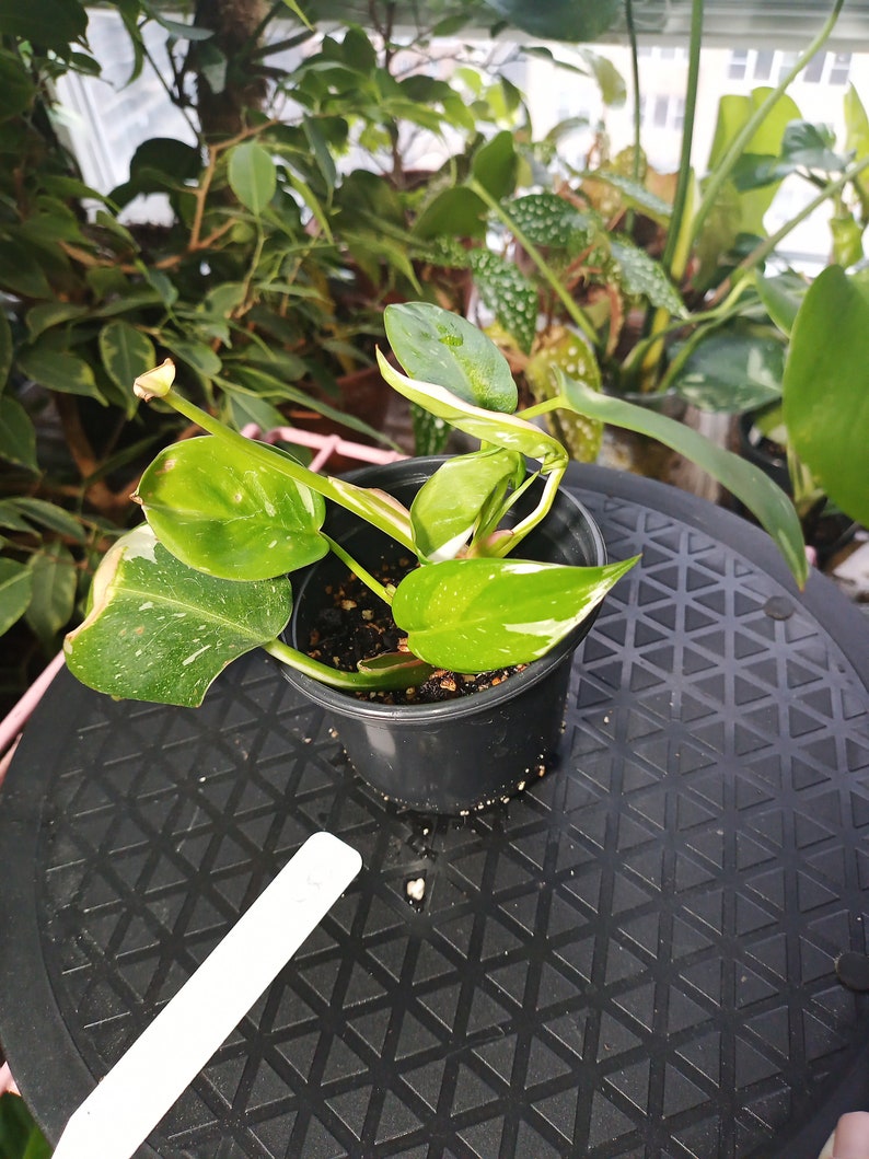 White Princess Philodendron rooted 4 inch pot 5 some old leaf damage visible. Process to sell image 3