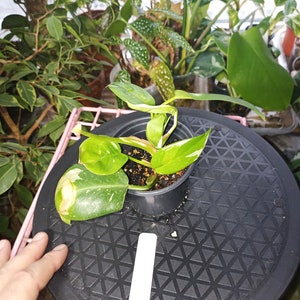 White Princess Philodendron rooted 4 inch pot 5 some old leaf damage visible. Process to sell image 2