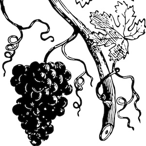 Graphique vectoriel EPS et SVG de vigne de raisin - Illustration - Art de style gravure - Look vintage et antique - Clip Art