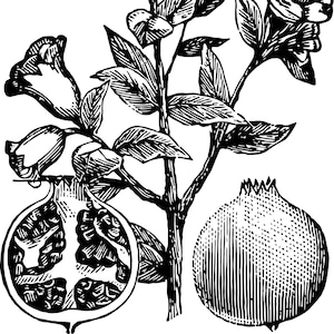 Pomegranate PNG EPS and SVG Vector Graphic - Illustration - Etching Style Art - Vintage & Antique Look - Clip Art