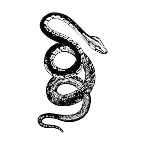 Könnte beinhalten: Schwarz-Weiß-Illustration einer Schlange in einer gewundenen Position. Der Körper der Schlange ist mit Schuppen und Mustern detailliert, und ihr Kopf ist leicht erhoben. Das Kunstwerk ist vor einem schlichten weißen Hintergrund platziert.