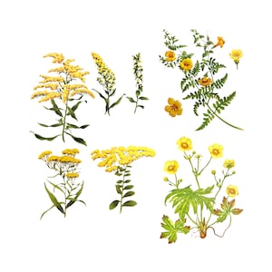Yellow Flower Variety SVG, PNG, JPG Colorful Digital Graphic - Pretty Yellow Flowers - Vintage Illustrations - Digital Download
