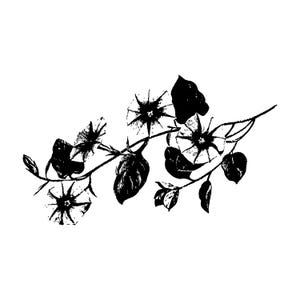 May include: Black and white illustration of a morning glory vine. The vine features several open, star-shaped flowers, along with leaves and buds. The image is a botanical drawing, perfect for wall art or fabric design.