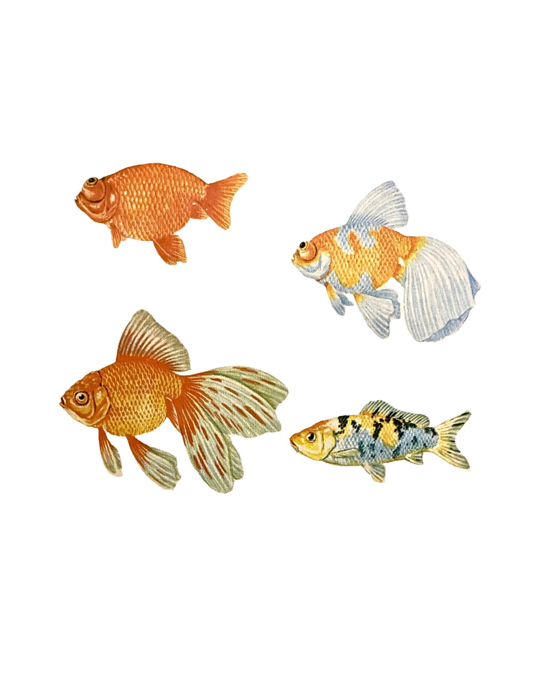 Vintage Goldfish Illustration: Ornamental Fish Graphic (digital ...