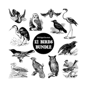 Birds Bundle SVG Graphics | Digital File | Bird Illustrations | svg, eps, png, jpg with download