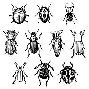 May include: Nine black and white illustrations of insects, including beetles and a ladybird, are displayed on a white background. Each insect is rendered in a detailed, stylized manner, showcasing various shapes and patterns.