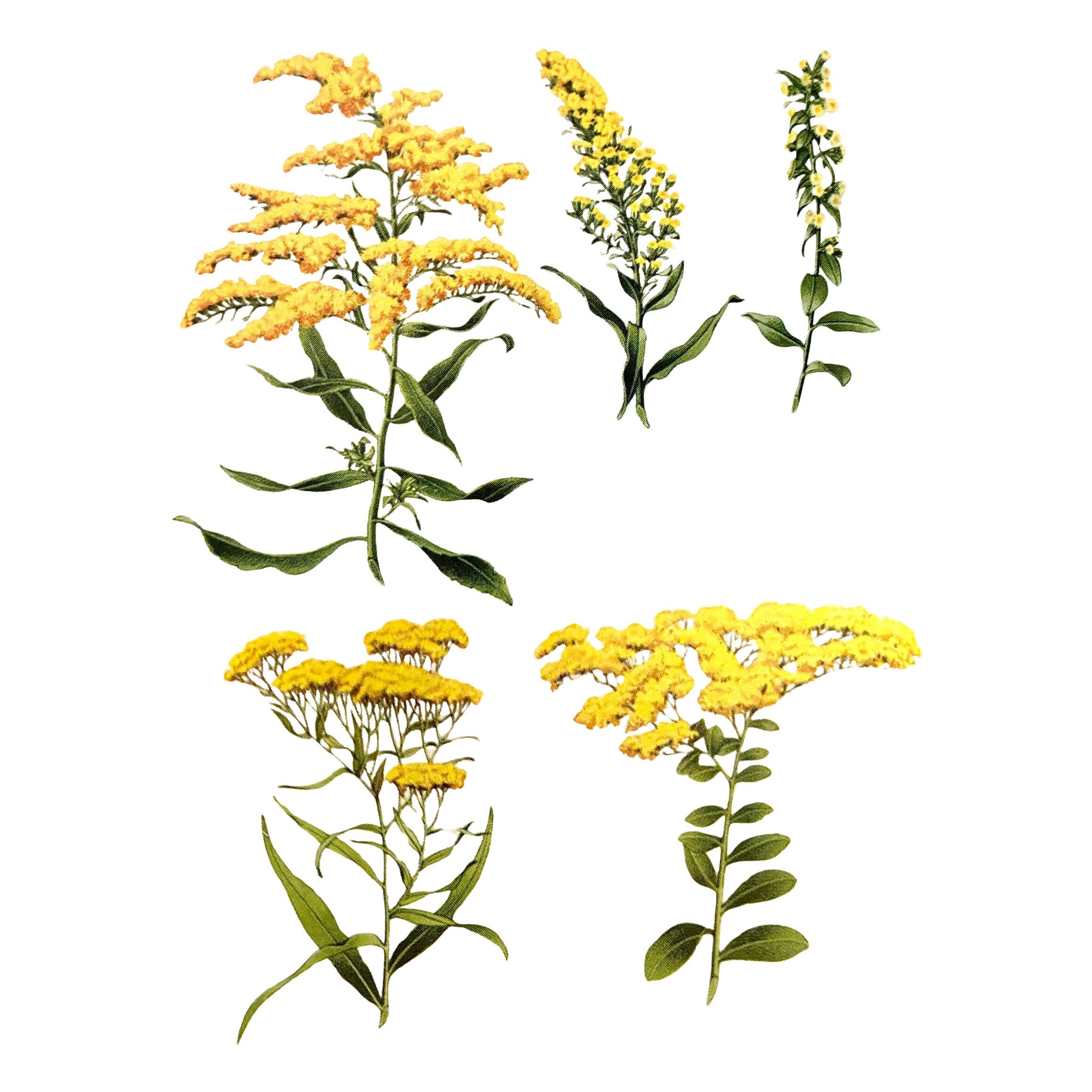 Goldenrod Flowers SVG, PNG, JPG Colorful Digital Graphic - Pretty ...