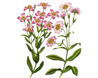 Vintage Pink Flowers Illustration: Rose Gentians Graphic (Digital Download)