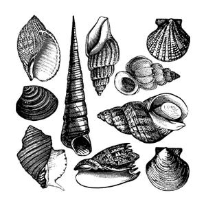 Puede incluir: Ilustración en blanco y negro de varias conchas marinas. La imagen presenta una variedad de formas y tamaños, incluyendo conchas en espiral, cónicas y en forma de abanico. El detallado arte lineal resalta las texturas y patrones de cada concha.