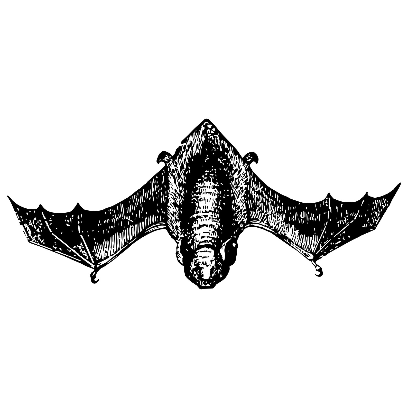 Bat Eps/vector Graphic - Woodcut Style Graphic - Vintage & Antique Look ...