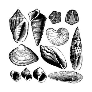 Puede incluir: Ilustración en blanco y negro de varias conchas marinas. La imagen presenta una variedad de formas y tamaños, incluyendo conchas en espiral, cónicas y planas. El detallado arte lineal resalta las texturas y patrones, creando un tema náutico clásico.
