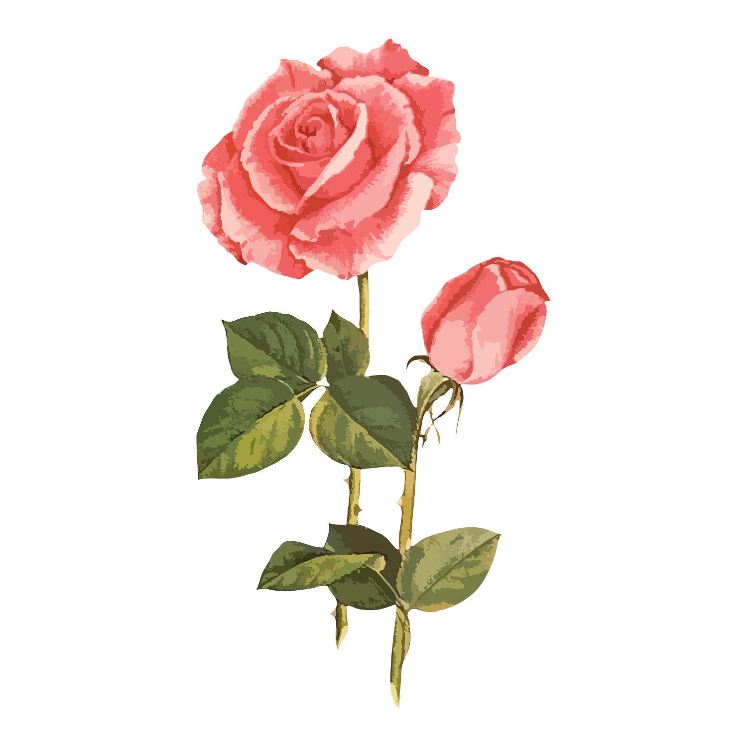 Pink Rose PNG EPS and SVG Vector Graphic - Illustration - Etching Style ...