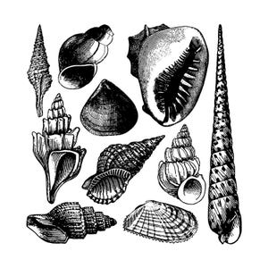 Può includere: Illustrazione in bianco e nero di varie conchiglie. L'immagine presenta una varietà di forme, a spirale, coniche e arrotondate. Il disegno a tratto dettagliato evidenzia le trame e i motivi delle conchiglie.