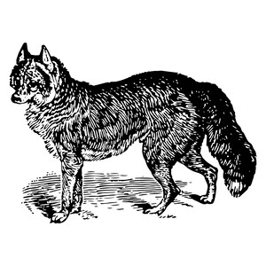 Puede incluir: Ilustración en blanco y negro de un lobo de líneas que está de pie sobre una superficie texturizada.