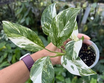 Monstera Lechleriana High Variegation | 2 plants in pot | exact plant