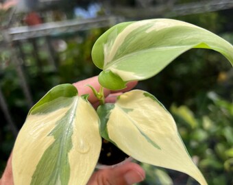 verigated pothos Pothos N'Joy