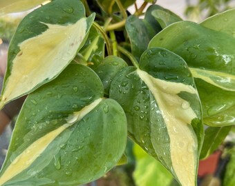 Philodendron Brazil Carnival | Highly Variegated