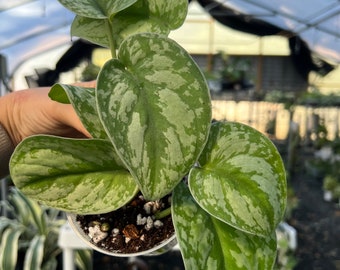 Silver Satin Exotica Pothos Plant | Scindapsus Pictus Argyraeus