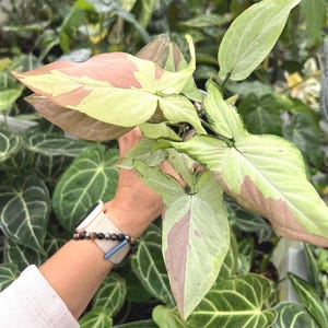 Syngonium Pink Salmon | Multiple plants in pot
