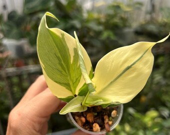 Philodendron Brazil Carnival | Highly Variegated - Etsy
