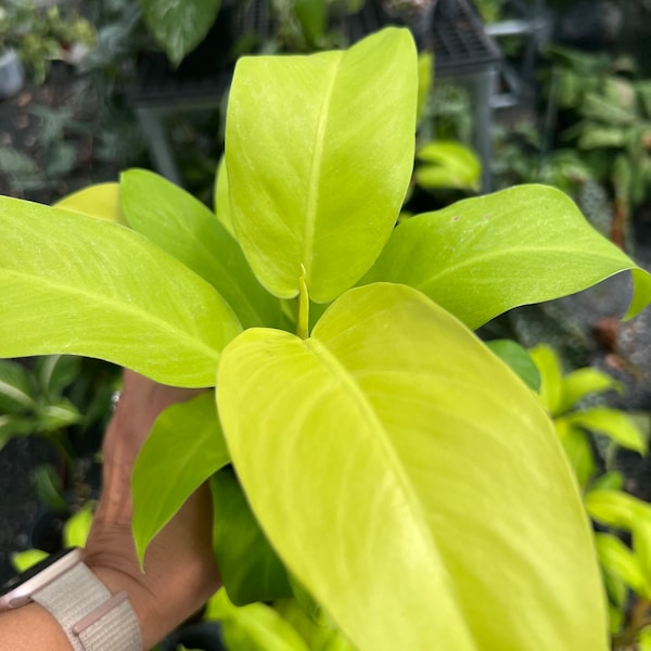 Golden Goddess Philodendron