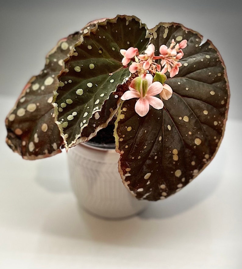 Begonia Hybrid begonia Unk Species umbrella X Begonia 4 Etsy