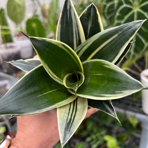 Sansevieria Trifasciata Hahnii Variegated