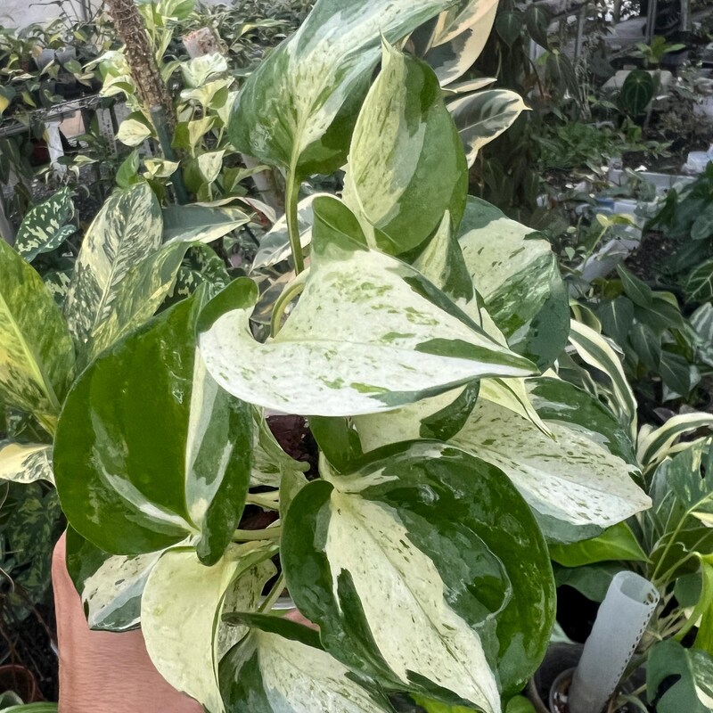 Harlequin Pothos For Sale
