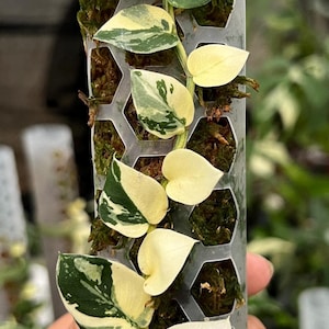 Rhaphidophora korthalsii Variegata - Pianta di ghiaia