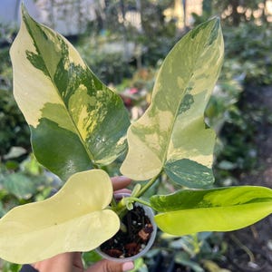 Philodendron Bipennifolium Highly Variegated |philodendron Violin High  Variegation - Etsy