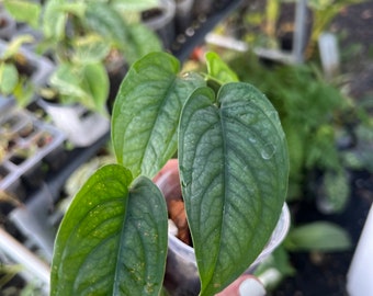 Monstera Siltepecana