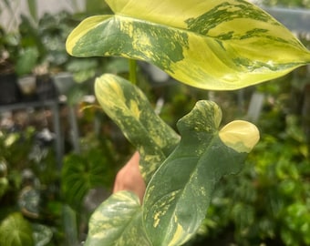 Philodendron Violin Silver Bipennifolium | Free Phythosanitary Certificate  - Etsy