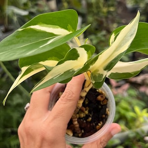 Mutant Manjula Pothos Extremely Rare Highly Variegated  Harlequin mutation