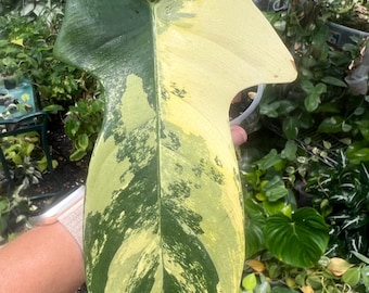 dubium plant Large Philodendron 'Dubium' main image 1