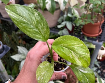 Variegated Monstera Lechleriana